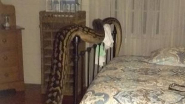 Mission Beach woman Trina Hibberd found this huge python in her guest bedroom.