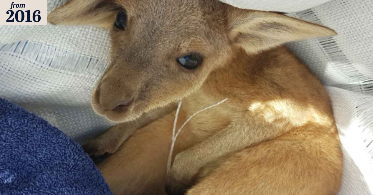 Joey rescued, man arrested during Wooroloo raid