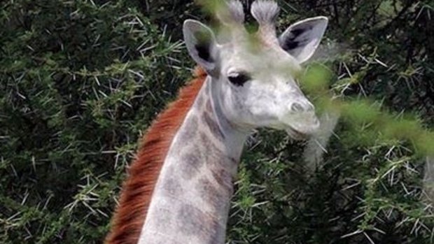 Omo the white giraffe who has been seen roaming around Tarangire National Park, in Tanzania.