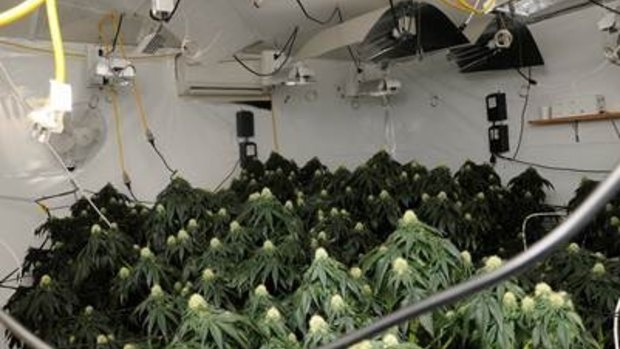A cannabis grow house in Fisher, Canberra.