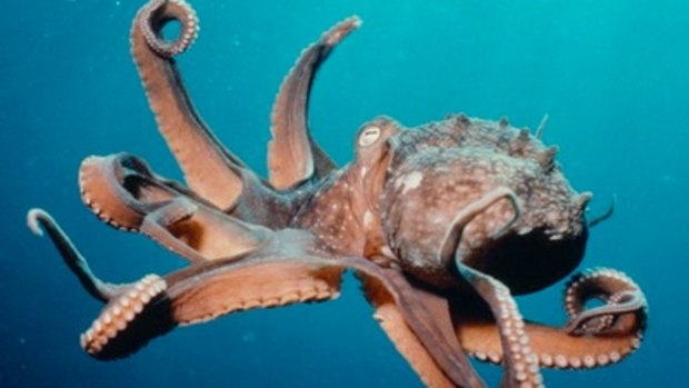 Octopus numbers are booming.