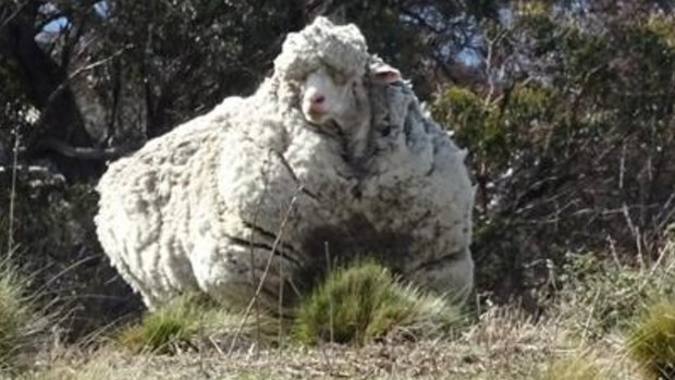 The errant sheep was found with a record-breaking mammoth fleece in September 2015.