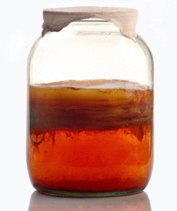A jar of kombucha during fermentation.