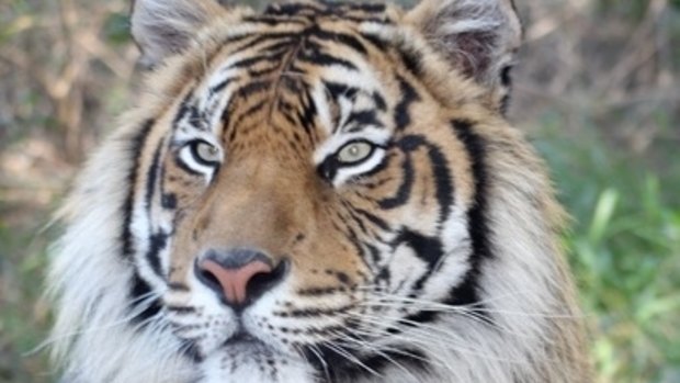 Tiger handler Che Woolcott was injured by Sumatran Tiger Ranu at Australia Zoo.