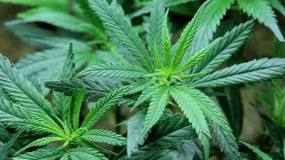 Families that cannot afford medicinal cannabis will be able to access an $11.8 million fund. 