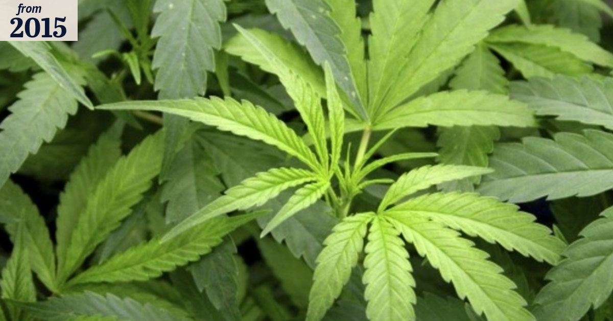 Cannabis worth more than $16 million seized in three-week police operation