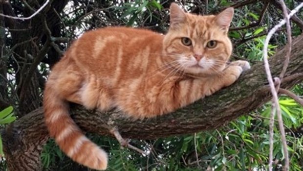 Cats clause: More than 25 local councils now have some kind of curfew for roaming felines.