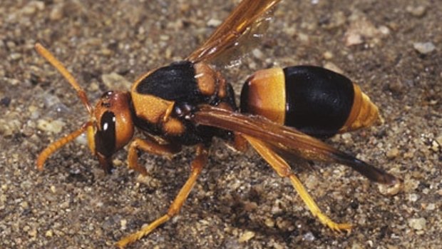 A mud dauber wasp.