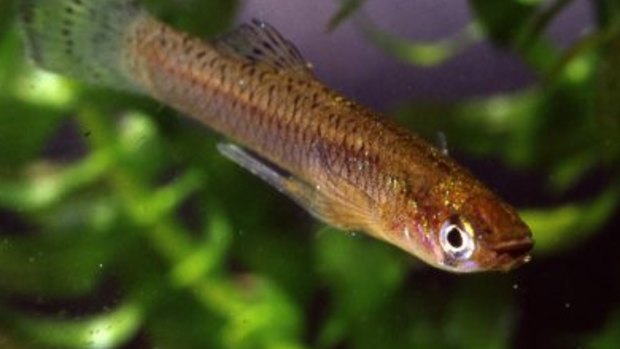 Male eastern gambusia or mosquitofish. The gonopodium is clearly visible under the fish body.