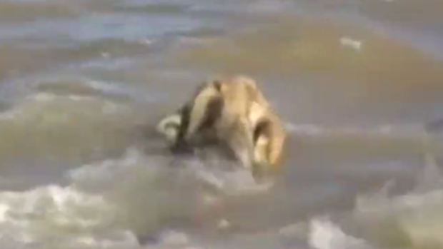 The lion paddled out to sea before a rescue team from the nearby Gir National Park fished him out.