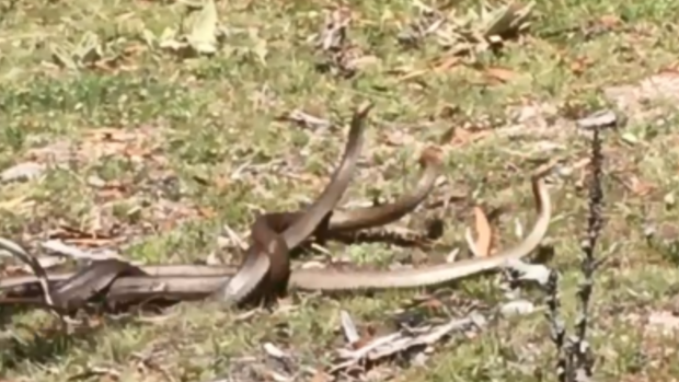William was hiking in Tidbinbilla National Reserve with friends when he came across the snakes. 