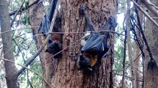 Some bats were left dangling from trees after Sunday's extreme heat.