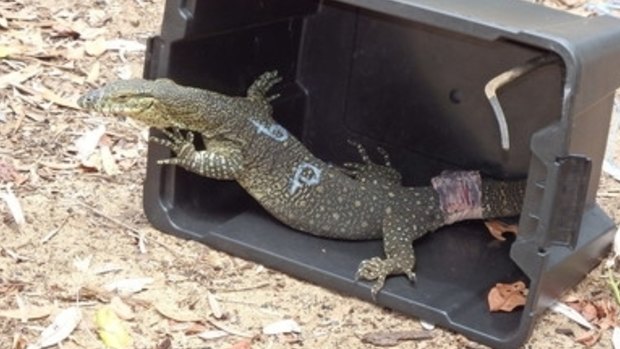 The GPS tracking devices are attached to the goannas' tails.