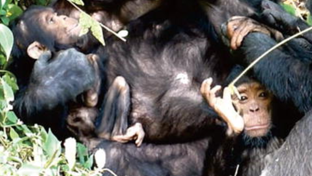 The disabled baby chimp, left, was completely reliant on her mother for survival.