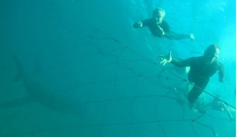 Shark photobombs swimmers off Bondi Beach