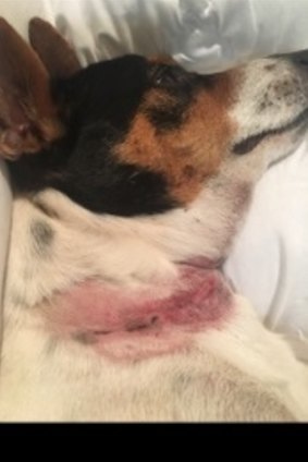 The dogs had multiple lacerations as well as bruising and muscle damage.