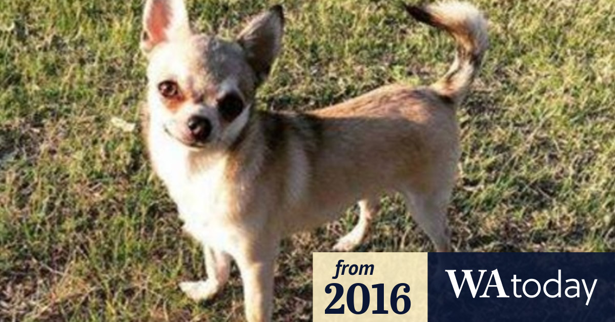 Chihuahua Snatched Off Bayswater Street Found Safe And Sound