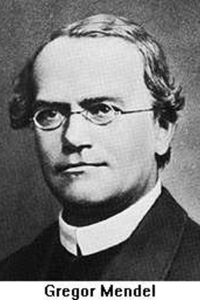 Pioneer: Gregor Mendel is regarded as the father of genetics and his classic work on dominant and recessive genes is still essential learning. 