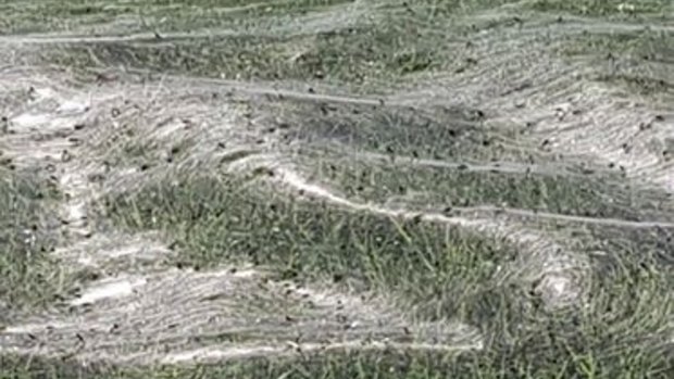 Thousands of spiders in Tauranga, on New Zealand's North Island, have created a 30-metre web. 