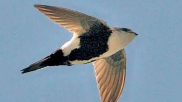 A swift can stay aloft for 10 months.