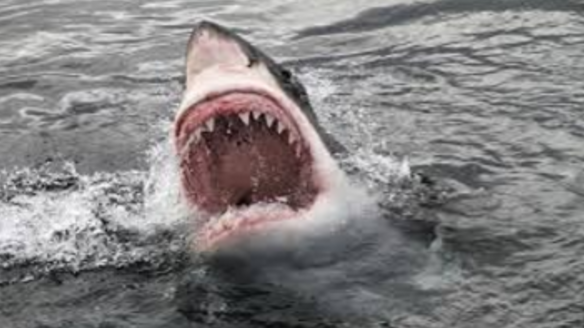 Most of the products would not be able to stop a  great white in full flight.