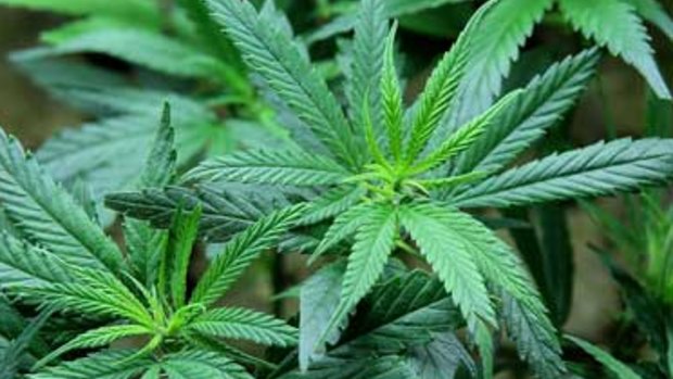 Families that cannot afford medicinal cannabis will be able to access an $11.8 million fund. 