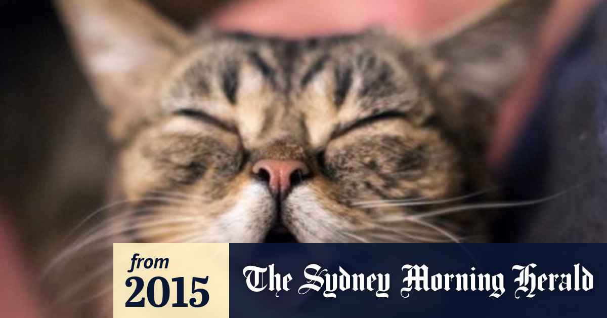 Cat Music Composer Tunes In To Felines