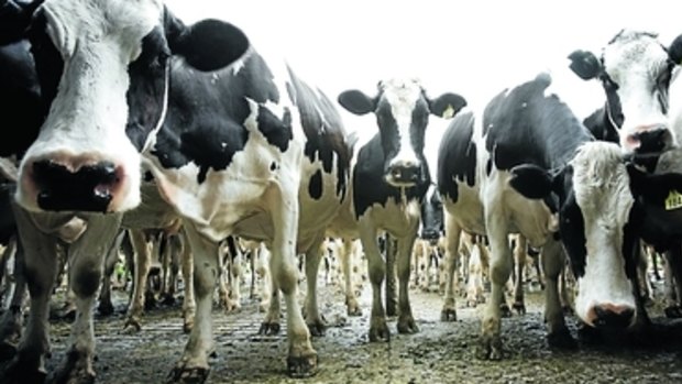 Four cows were killed by lightning in Gippsland on Thursday night.
