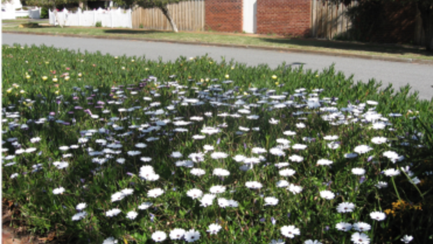 Part of the verge in the early days, before a neighbour moved in who preferred neat lawns. 