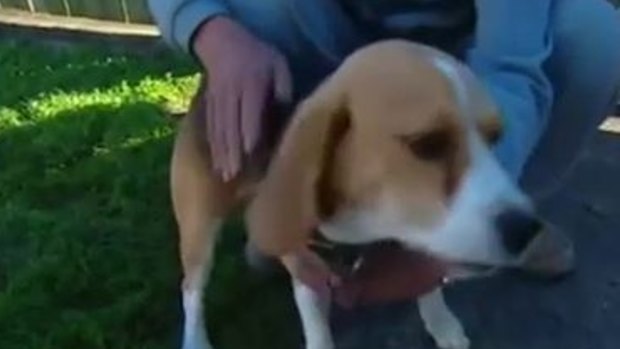 An appeal has been launched for Snoopy the beagle who alerted his owner of a fire.