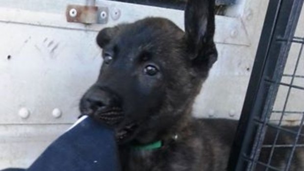 Ten-week old police pup Mr Green was found two suburbs from where he went missing after being stolen from a marked and locked police car in Gymea. 
