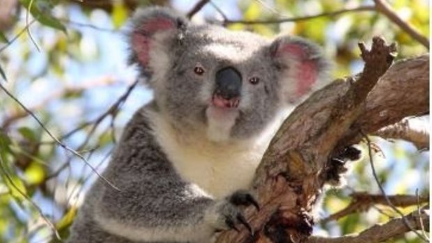 Dogs could be banned from some south-east Queensland suburbs in a bid to protect at-risk koalas.