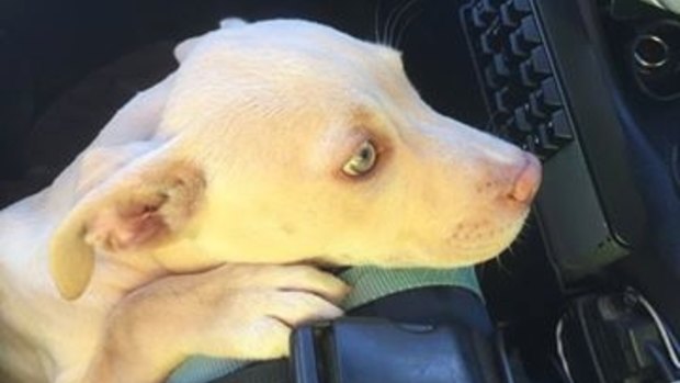 Runaway Ruby - safe after a vehicle rollover - but the accident led to the discovery of human remains.