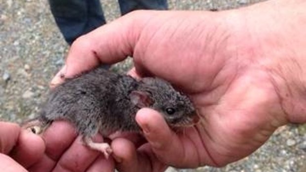 The critically endangered smoky mouse has been found at a former construction site in the Kosciuszko National Park.