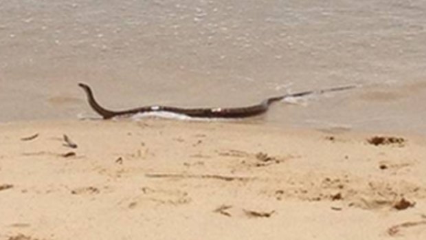 The snake emerges from the surf at One Mile Beach.