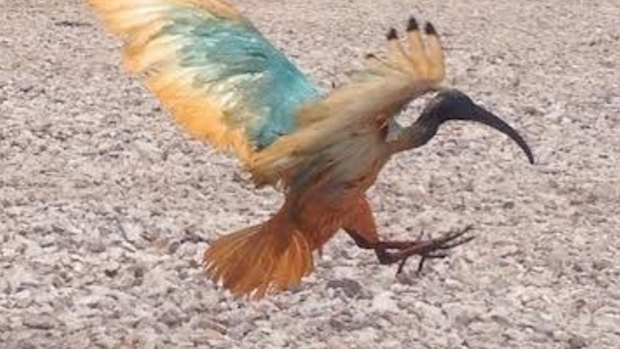 An Australian white ibis marked with non-harmful food dye at the Rochedale landfill.