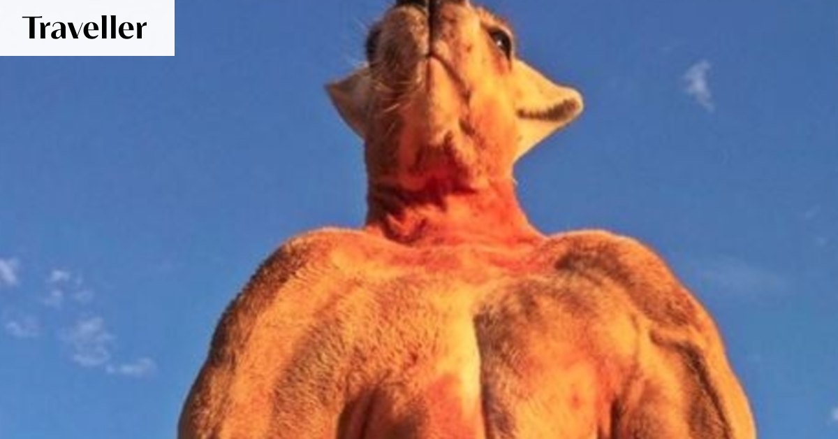 Roger the ripped kangaroo dies at Kangaroo Sanctuary Alice Springs, age 12
