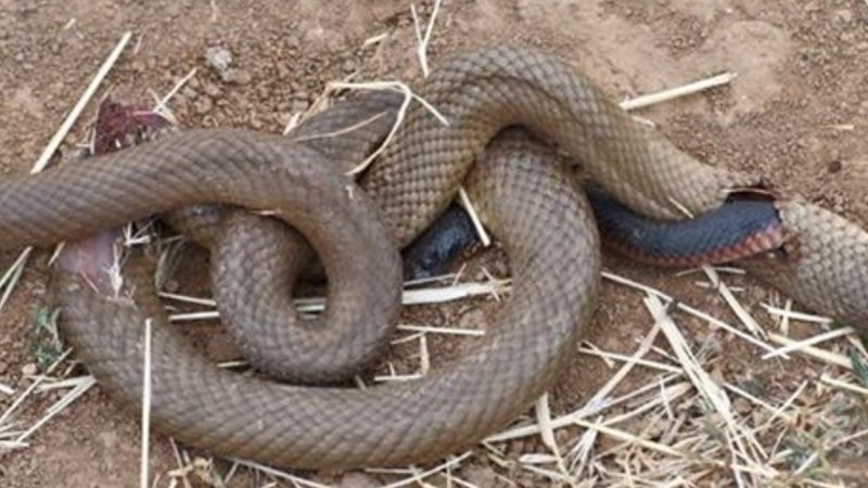 Mysterious photo appears to show black snake eating its way out of brown  snake