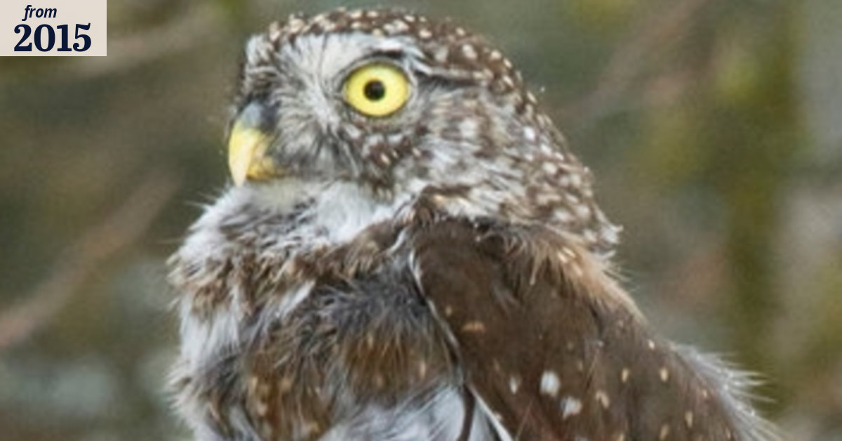 When birds squawk, other species seem to listen