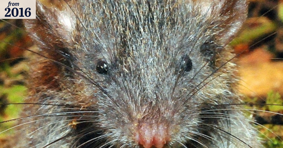 Unearthed: the rare rat with an oh-so-slender profile