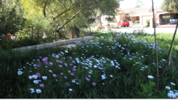 The garden as it was before the first bulldozing. 