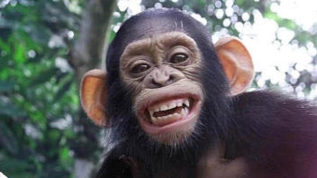Buster, a baby chimpanzee, smiles at a ranch in Nigeria, in a file photo.