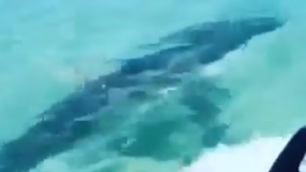 Jet skiers off Fraser Island had a close encounter with a shark.