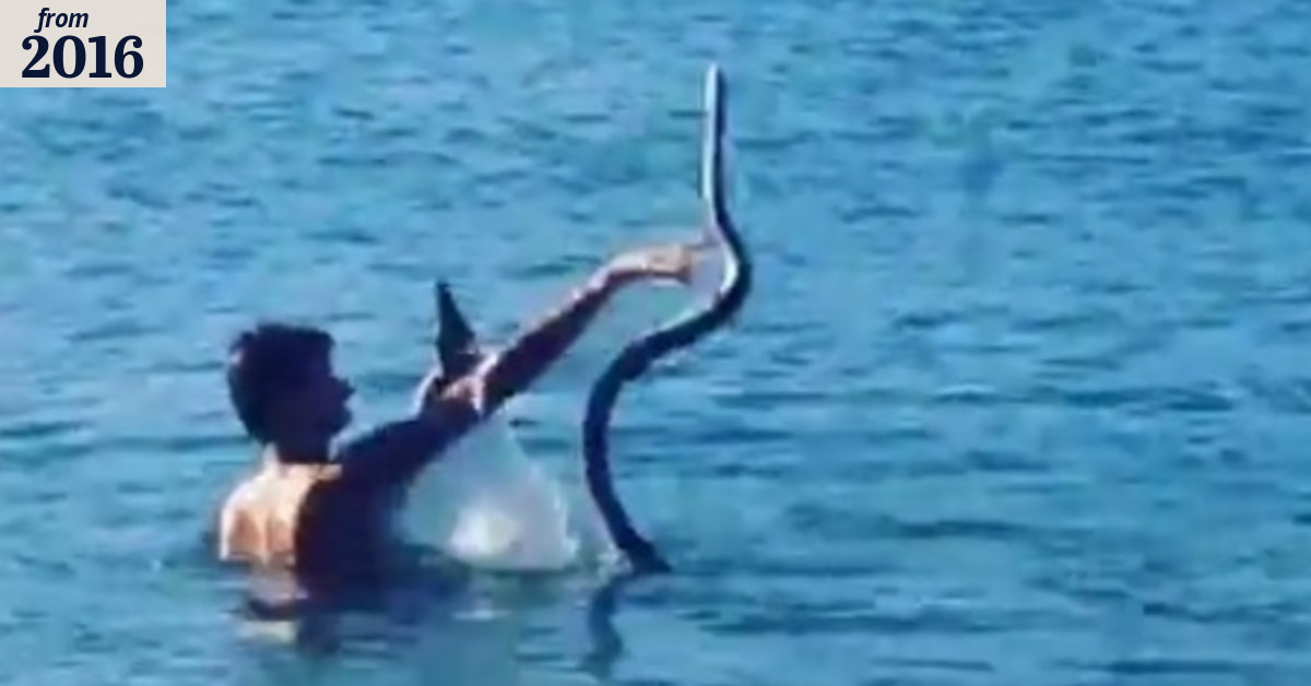 Man caught on video throwing python at Gold Coast creek