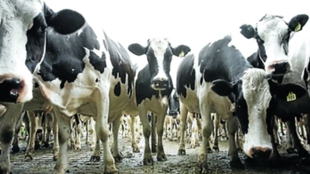 Regular cows' milk contains both A1 and A2 beta casein proteins.