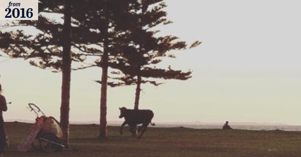 Renegade cow 'rugby-tackled' in North Coogee after Freo beach adventure
