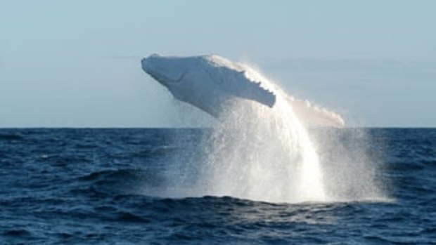 The world-famous Migaloo has been spotted off the Gold Coast on Tuesday.