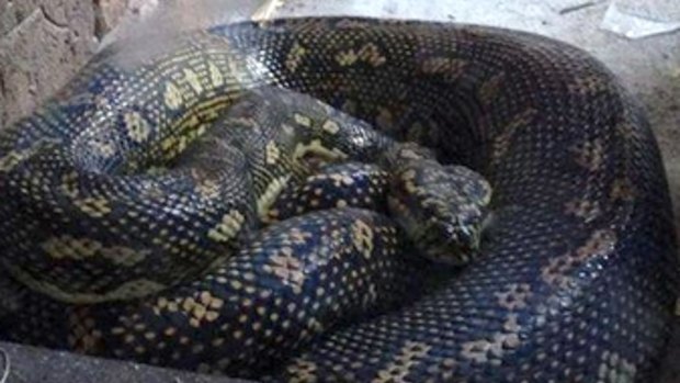 Jody Bosley Cruse discovered a diamond python on the doorstep at her Tuncurry home.