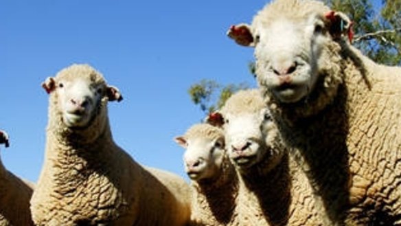 There might be a seasonal correlation between heat and animal welfare.