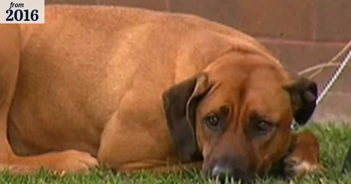 Five-year-old girl in stable condition after being mauled by a dog in ...